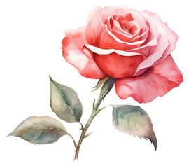 PNG Rose flower plant inflorescence. - obrazy, fototapety, plakaty