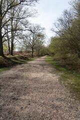 Walking Through The New Forest Countryside in the UK on a Woodland Path With Wild Horses