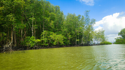 photography of natural mangrove forests on the edge of the sea