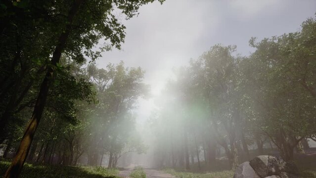 3D animation of a path in the forest with lots of fog. The sun softly illuminates the scene which is made up of grass, small stones, twigs and foliage. Environment concept.	