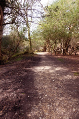 Walking Through The New Forest Countryside in the UK on a Woodland Path With Wild Horses