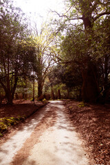 Walking Through The New Forest Countryside in the UK on a Woodland Path With Wild Horses