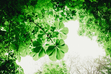 A branch of blooming white chestnut with flowers among green foliage against a clear blue sky with...