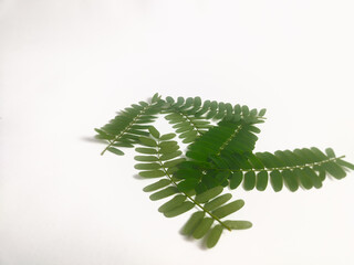 photography of tamarind leaves on an isolated white background