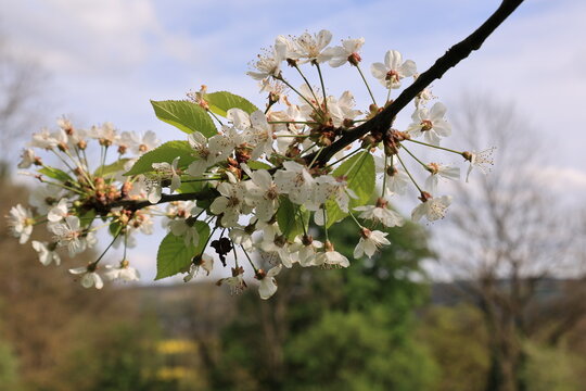 Nahaufnahmen von Kirchbl&uuml;ten im Fr&uuml;hling