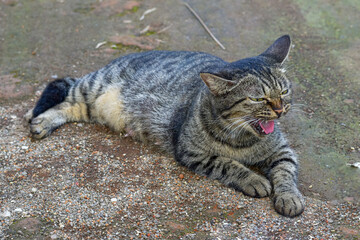 Mother cat is taking care of her kittens, kittens are playing with their mother, cute cat