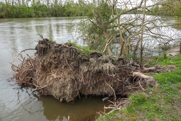 Un arbre déraciné le long d'une berge d'une rivière
