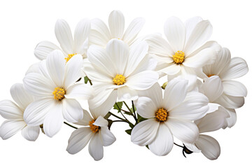 Fototapeta premium Ethereal White Blossoms Dance on Pure White Canvas. On a White or Clear Surface PNG Transparent Background.