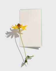 Top view yellow flowers cosmos and empty paper card for text, white background, shadow from...