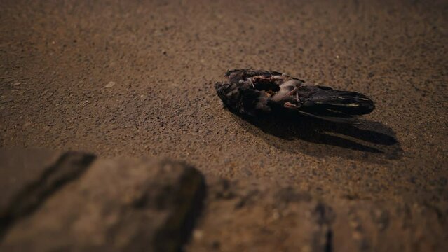 Cityscape Sorrow: A fallen pigeon marks a tragic moment in the urban landscape.