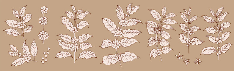 Fototapeta premium Sketch of coffee branches in ink on a brown background. Drawing of a twig with leaves and berries. Coffee beans 