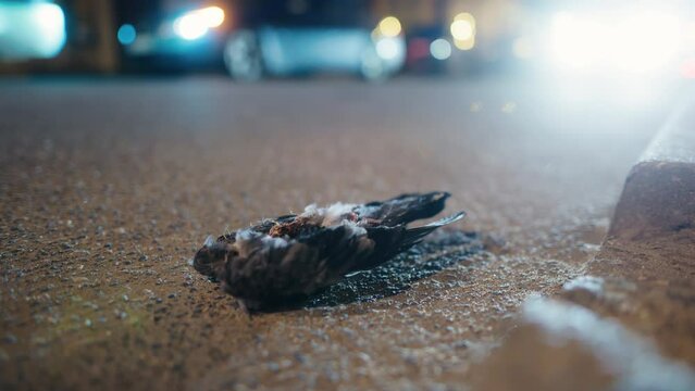 Urban Loss: A dead pigeon rests on the busy road.