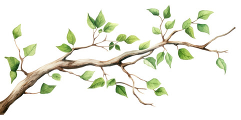 Obraz na płótnie Canvas PNG Plant leaf illustrated drawing.
