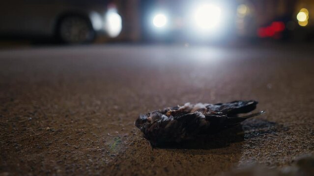 Urban Wildlife Tragedy: A deceased pigeon lies on the city road.