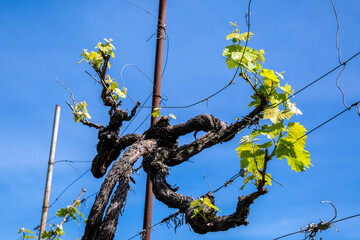 Old grapevine close-up against the backdrop of a sky. Selective focus