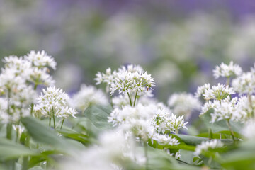 A close up of wild garlic flowers blooming in woodland, with defocused bluebells behind