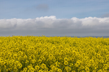 Looking out over a field of oilseed rape in springtime
