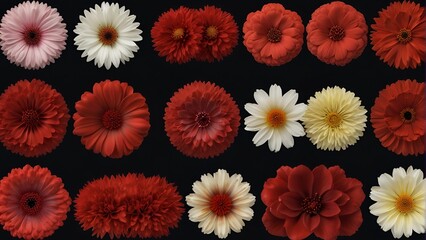 A vibrant bouquet of red and white chrysanthemums, daisy-like flowers in the aster family