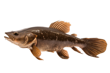 Graceful Fish Gliding Through Pristine Waters. On a White or Clear Surface PNG Transparent Background.