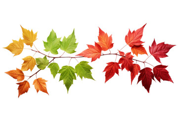 Autumn Whispers: A Bountiful Cluster of Leaves Embracing a Sacred Branch. On a White or Clear Surface PNG Transparent Background.