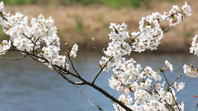 川沿いの桜　花　イメージ