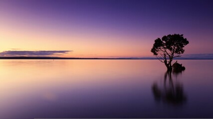 sunset tree water silhouette nature wallpaper mirroring image water reflection background