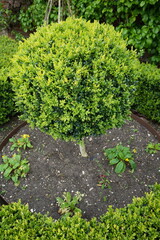 Fototapeta na wymiar Beautiful round trimmed privet bush, England, UK.