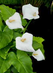 Four Beautiful white Peace Lilies (Calla Palustris)