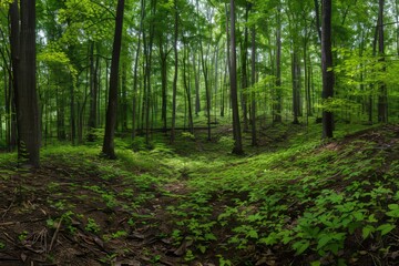 Leafy Sanctuary: Wide Angle of Forest with Fern Understory