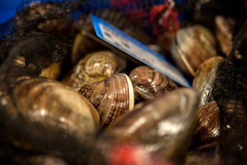 Close-up of the seashells on the market