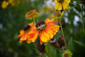 Biene auf Sonnenbraut-Bestäubung im Herbstgarten