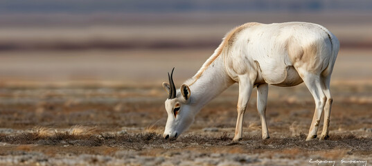 A saiga antelope grazing, photographed with a high-resolution lens to detail its distinctive...