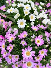 a bouquet of flowering bush with lots of cute daisy-like flowers. Potted blooming Cineraria hybrida. Floral Wallpaper