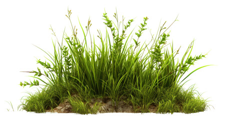 PNG Grass vegetation plant green - obrazy, fototapety, plakaty