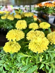 Blooming orange and yellow multi-petalled terry marigolds or Tagetes in the garden on a summer day. balcony flowers.Floral wallpaper