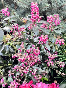 Pink blooming Rhododendron on the background of Japanese Pieris and  Pinus parviflora Negishi with large blue needles. Floral background