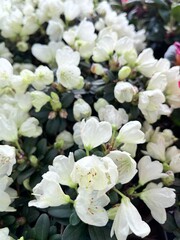 dwarf blooming Rhododendron ludlowii Wren. Floral background