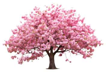 PNG Outdoors blossom flower plant