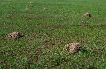 Many molehills on green pasture, spring time