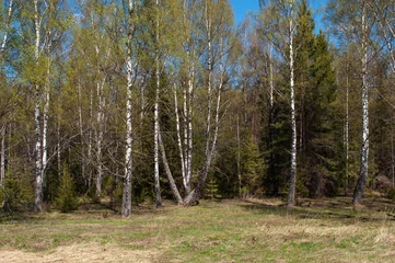 Badezimmer Foto Rückwand Birch trees in spring forest © Vic