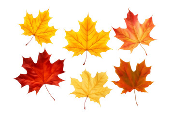 Vibrant Quartet: Four Majestic Maple Leaves. On a White or Clear Surface PNG Transparent Background.