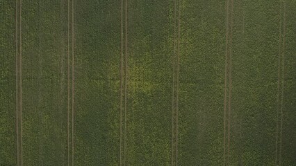 Aerial top down view ascending background of rapeseed yellow flower field with tractor tracks. Rapeseed fields from drone perspective. Agriculture in United Kingdom