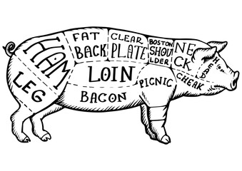 Meat diagram pig engraving PNG illustration. Scratch board style imitation. Black and white hand drawn image.