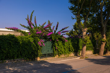 Gates and wickets, iron bars and forged patterns on the doors. City views on the streets, public...