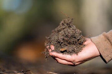 regenerative organic farmer, taking soil samples and looking at plant growth in a farm. practicing...