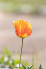 Obraz premium a view of a tulip-flowered garden