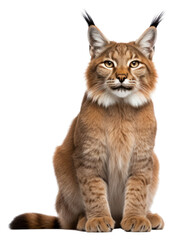Obraz premium PNG Wildlife animal mammal lynx