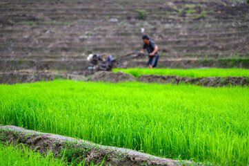 farmer in rice field