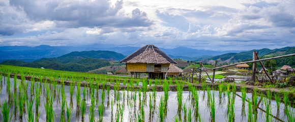 Landscape of terraced young green rice fields in cloudy day at sunset, Pa Pong Pieng, Mae chaem, Chiang mai