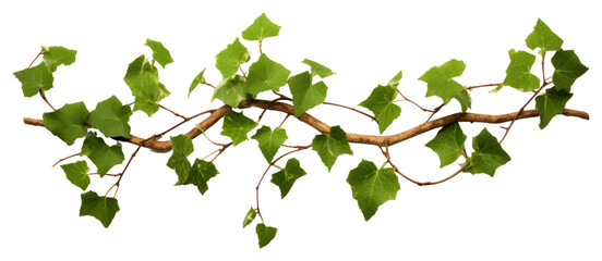 Fototapeta premium PNG Plant leaf ivy freshness